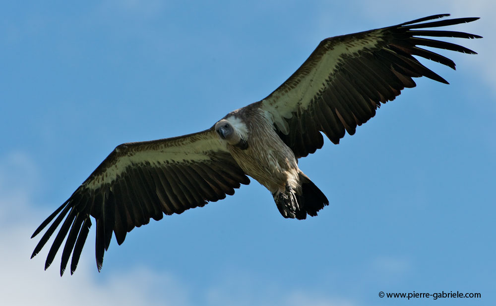 vautour_8123.jpg