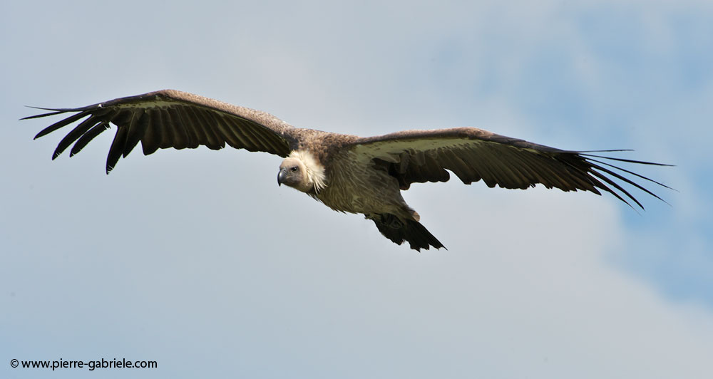 vautour_8133.jpg