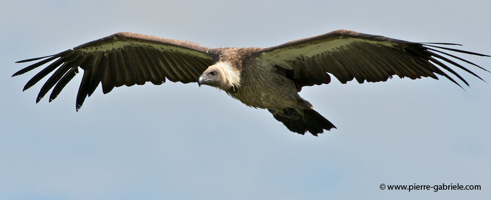 vautour_8134.jpg