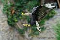 caracara_7940