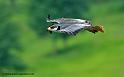 desaugures_7997