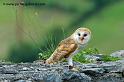 effraie_7993