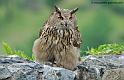grand-duc_8006