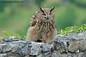 grand-duc_8007