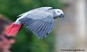 gris-du-gabon_8143