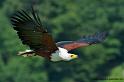 pigargue_8043
