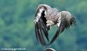 vautour_8017