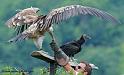 vautour_8020