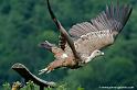 vautour_8118