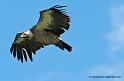 vautour_8126
