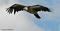 vautour_8131
