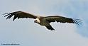 vautour_8133