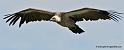 vautour_8134