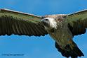 vautour_8136