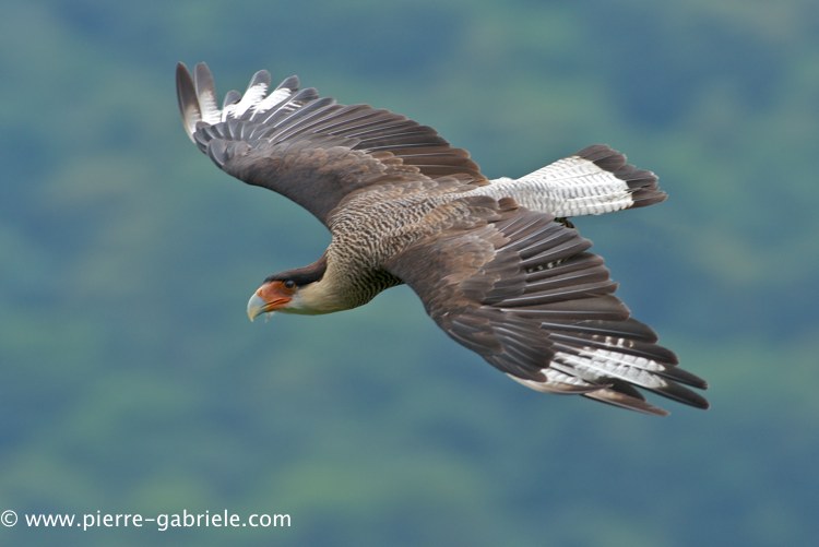 caracara_0191.jpg