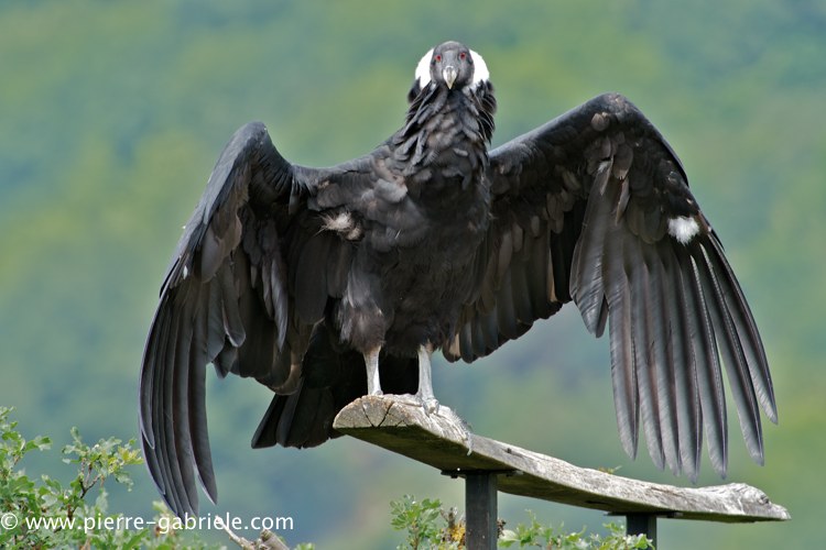 condor_0101.jpg