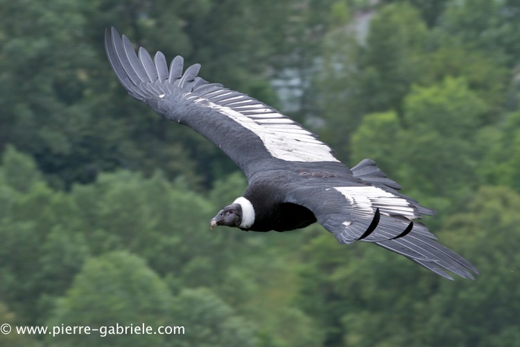 condor_0246.jpg
