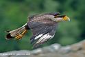 caracara_0048