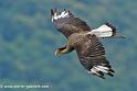 caracara_0180