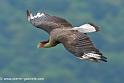 caracara_0191