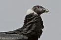 condor_0093