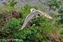 effraie_0210