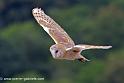 effraie_0213