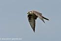 faucon_0018