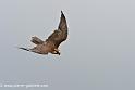faucon_0030