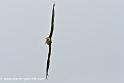 faucon_0149