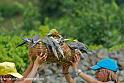 perruches_0110