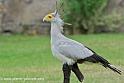 serpentaire_0165
