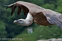 vautour_0251