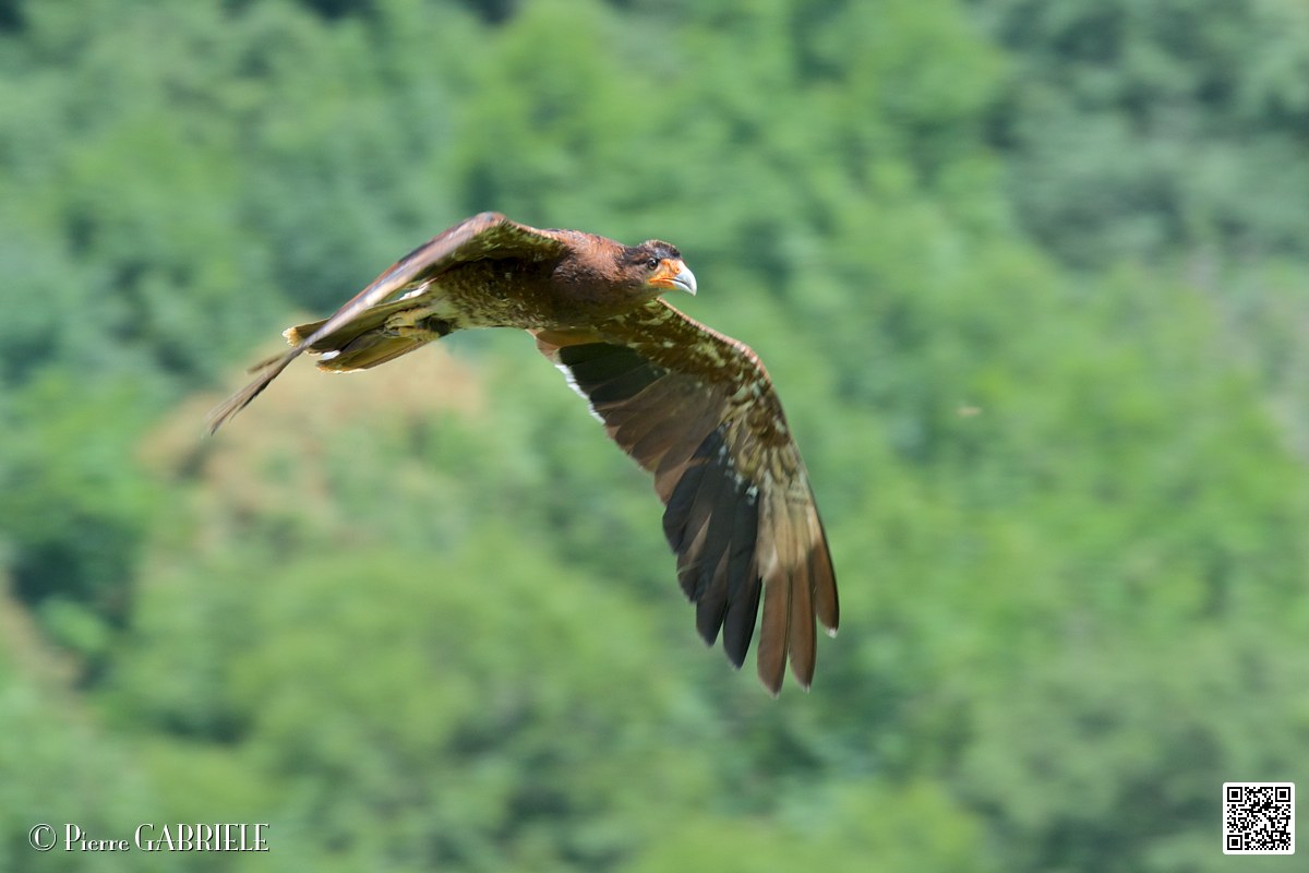 caracara-montagne_4002.jpg