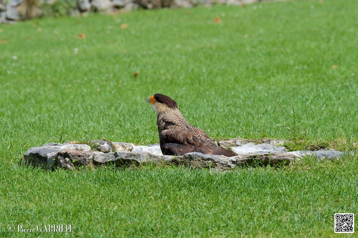caracara_4008.jpg