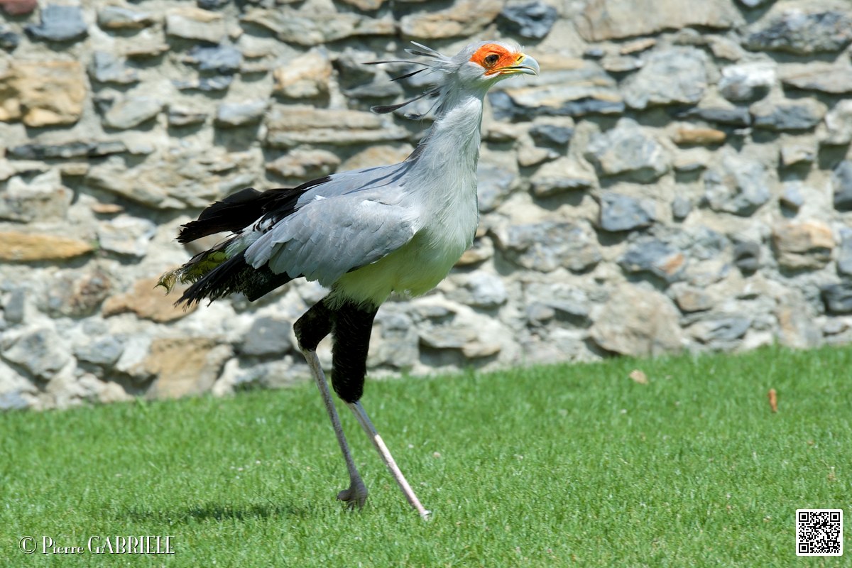 serpentaire_3958.jpg