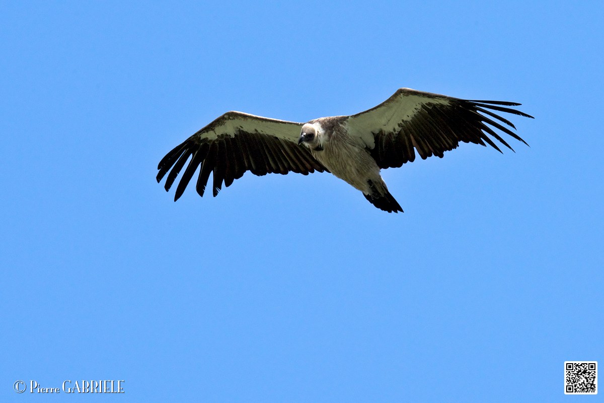 vautour_4104.jpg