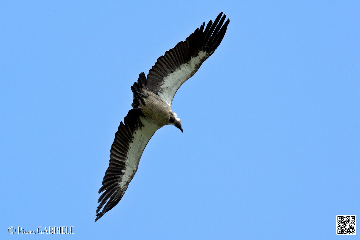 vautour_4109.jpg