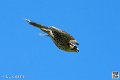faucon_3946