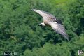 vautour_4087