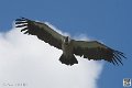 vautour_4108