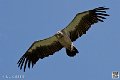 vautour_4116