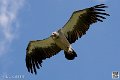 vautour_4117