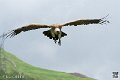 vautour_4121