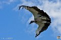 vautour_4123