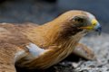 aigle-botte_3182