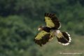 caracara_3259