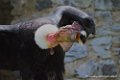 condor_3174