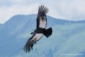 condor_3344