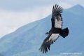 condor_3345